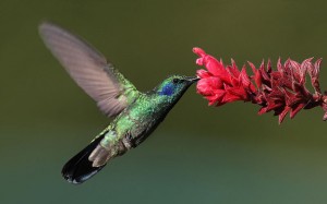 Green Violetear Hummingbird