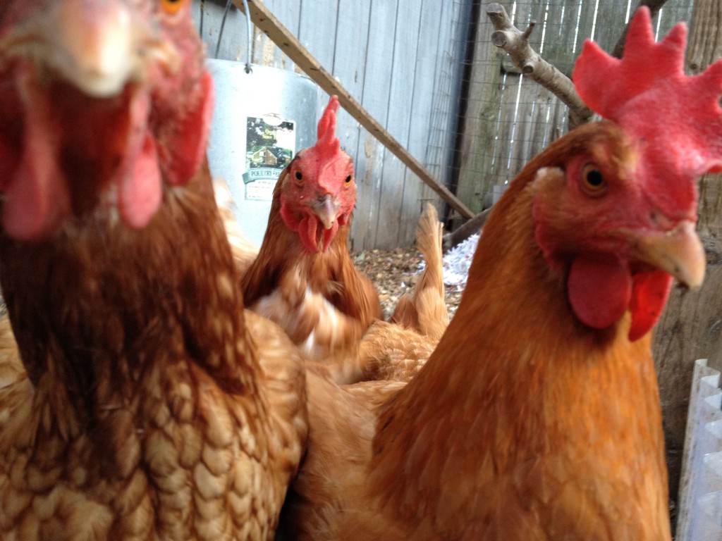 another picture of chickens
