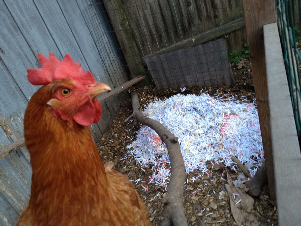 chickens with shredded paper