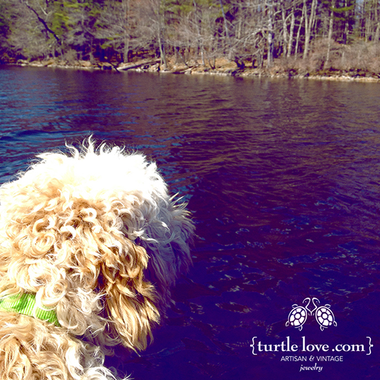 Turtle the Labradoodle in a Canoe Here's Turtle in a Canoe in Maine