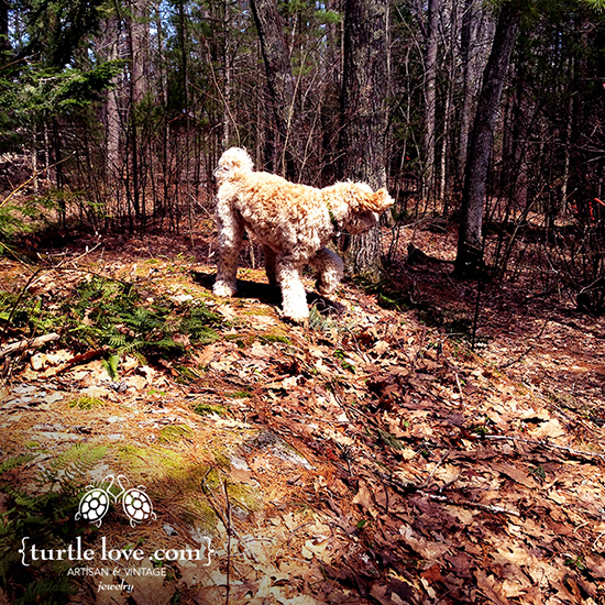 Turtle Labradoodle in the Woods Turtle in the Maine Woods