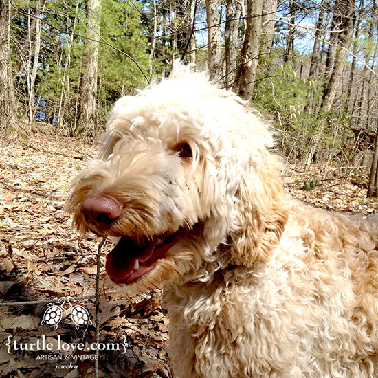 Turtle Labradoodle in the Woods Turtle (of TurtleLove.com) in the Maine Woods