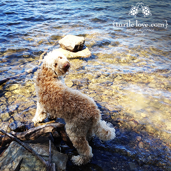 Turtle Labradoodle in the Water Here's Turtle, our Labradoodle mascot, in the water