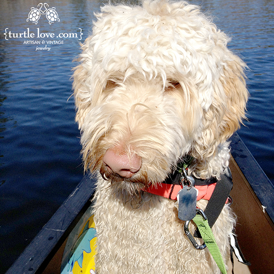 Turtle the Labradoodle in a Canoe Here's Turtle, our Labradoodle mascot, in a canoe