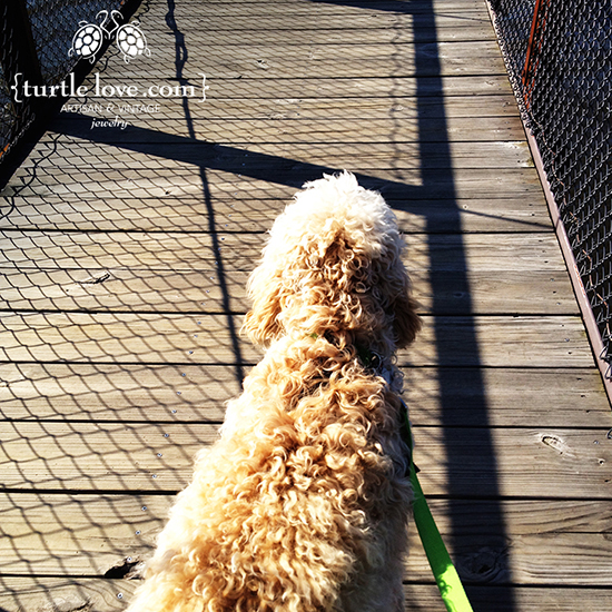 Turtle the Labradoodle on an old wooden bridge Turtle the Labradoodle on an old wooden bridge